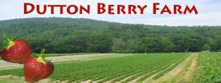 Strawberry Champions!